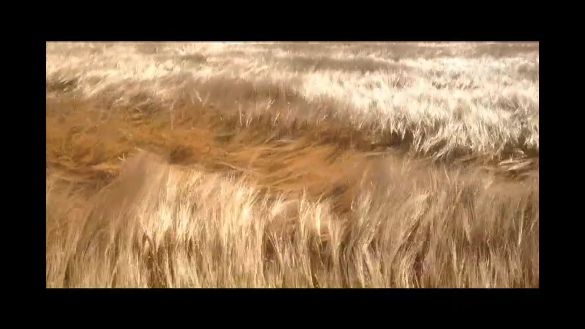 Wind Sound