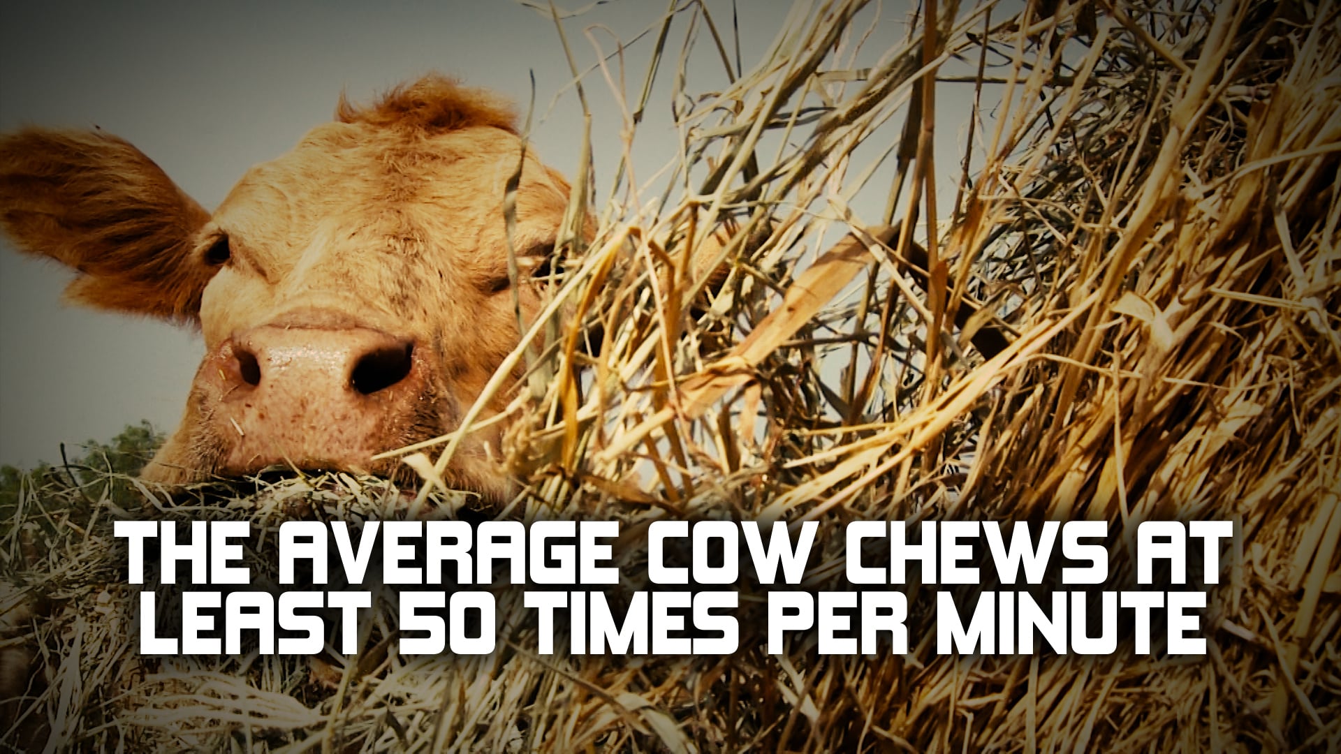 Texas Ag Facts Cow Chew on Vimeo
