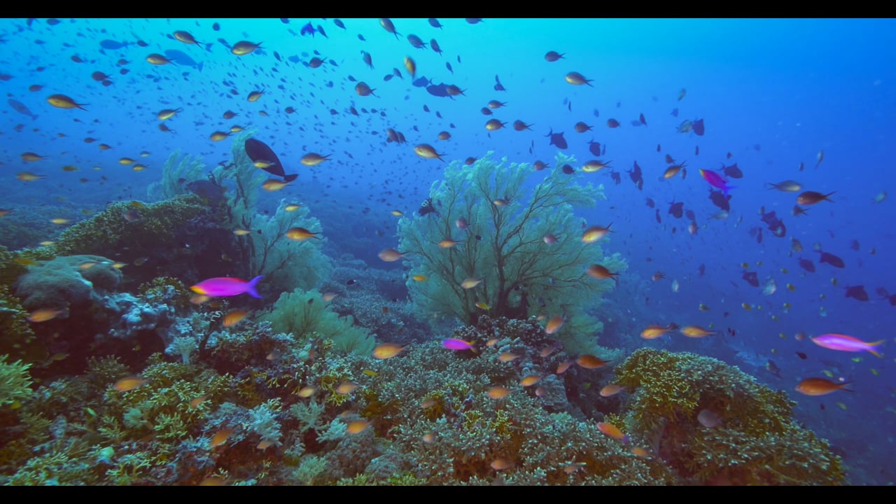 Reefscapes