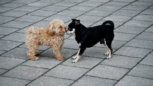 Adam Bomb - Stranded