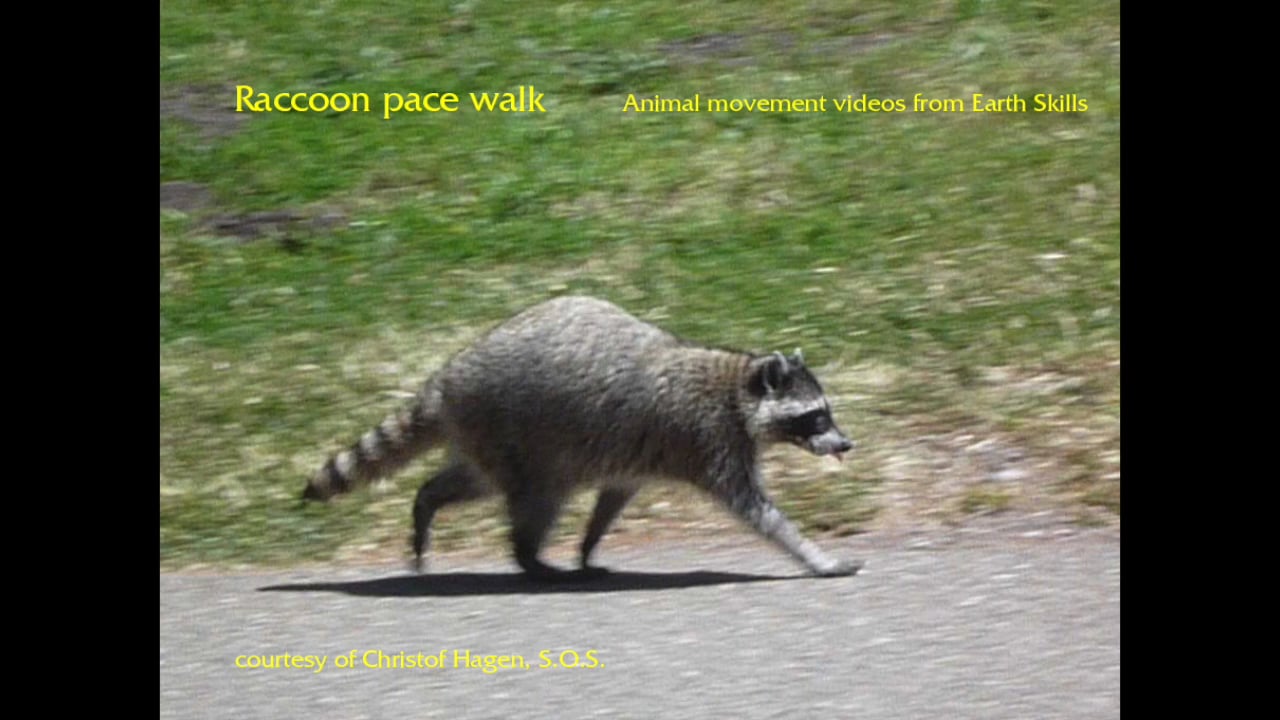 Raccoon Pace Walk on Vimeo