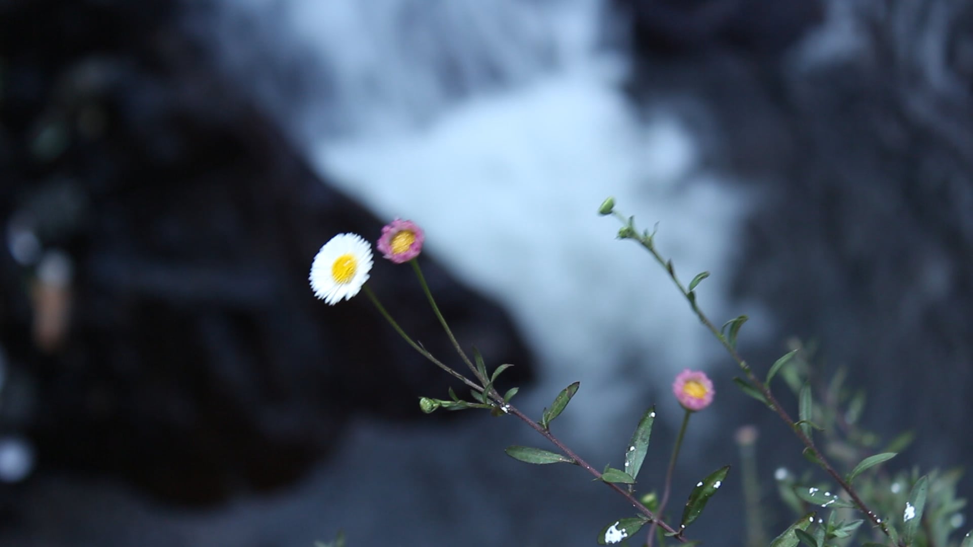 Beautiful Flowers and Waterfall on Vimeo