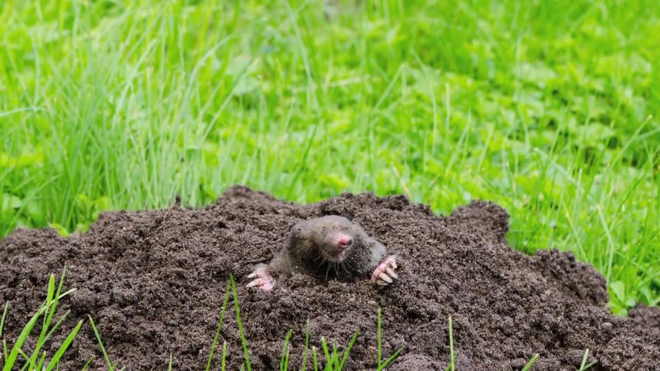 Tips from Toby Getting Rid of Moles for Good!