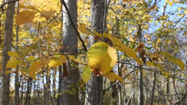 96-acre nature preserve in Auburn opens to public – 95.3 MNC