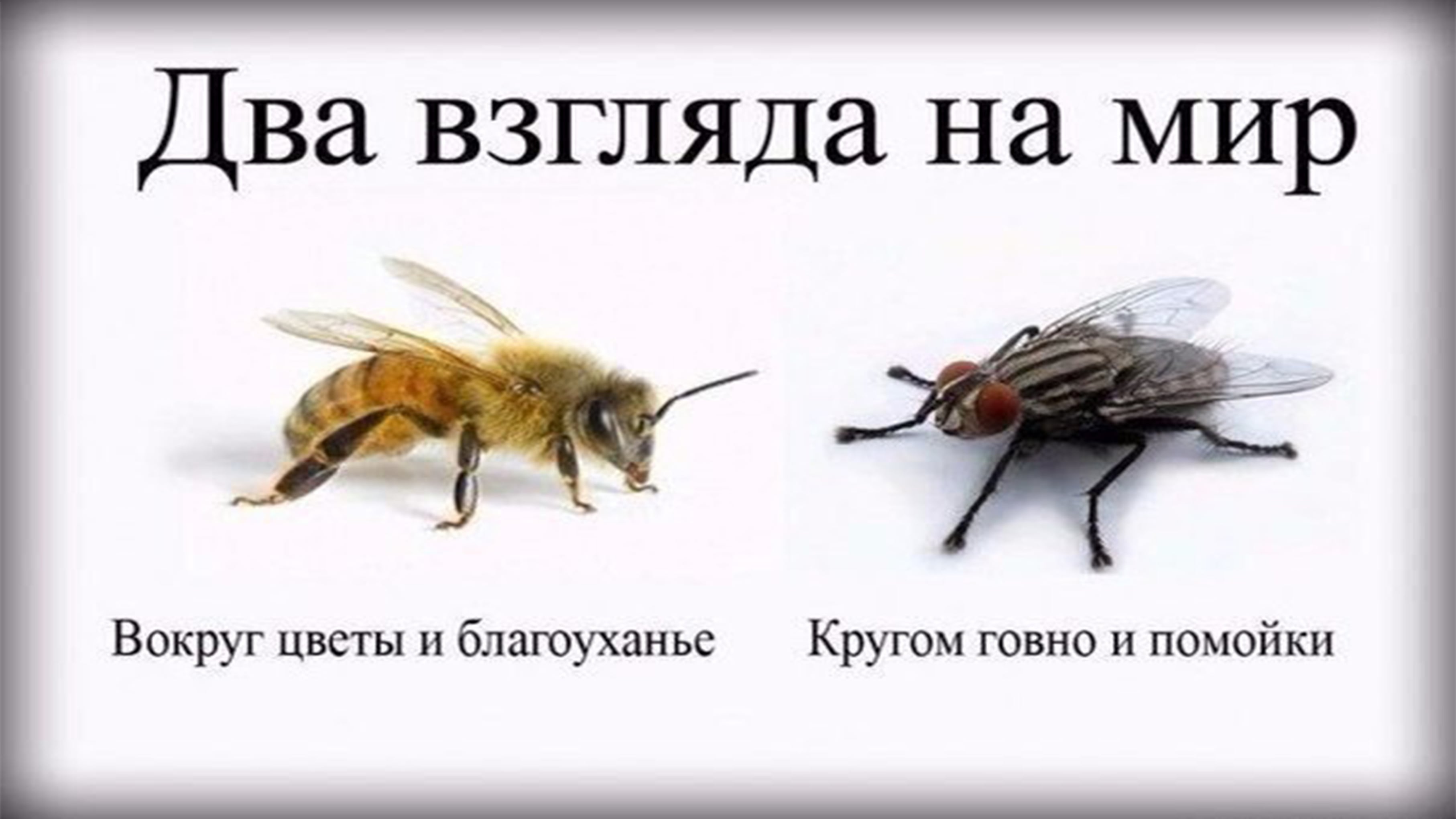 на двух стульях не усидишь значение