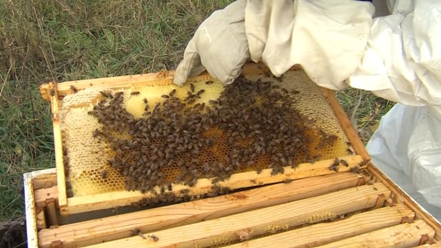 Beekeeping SAE