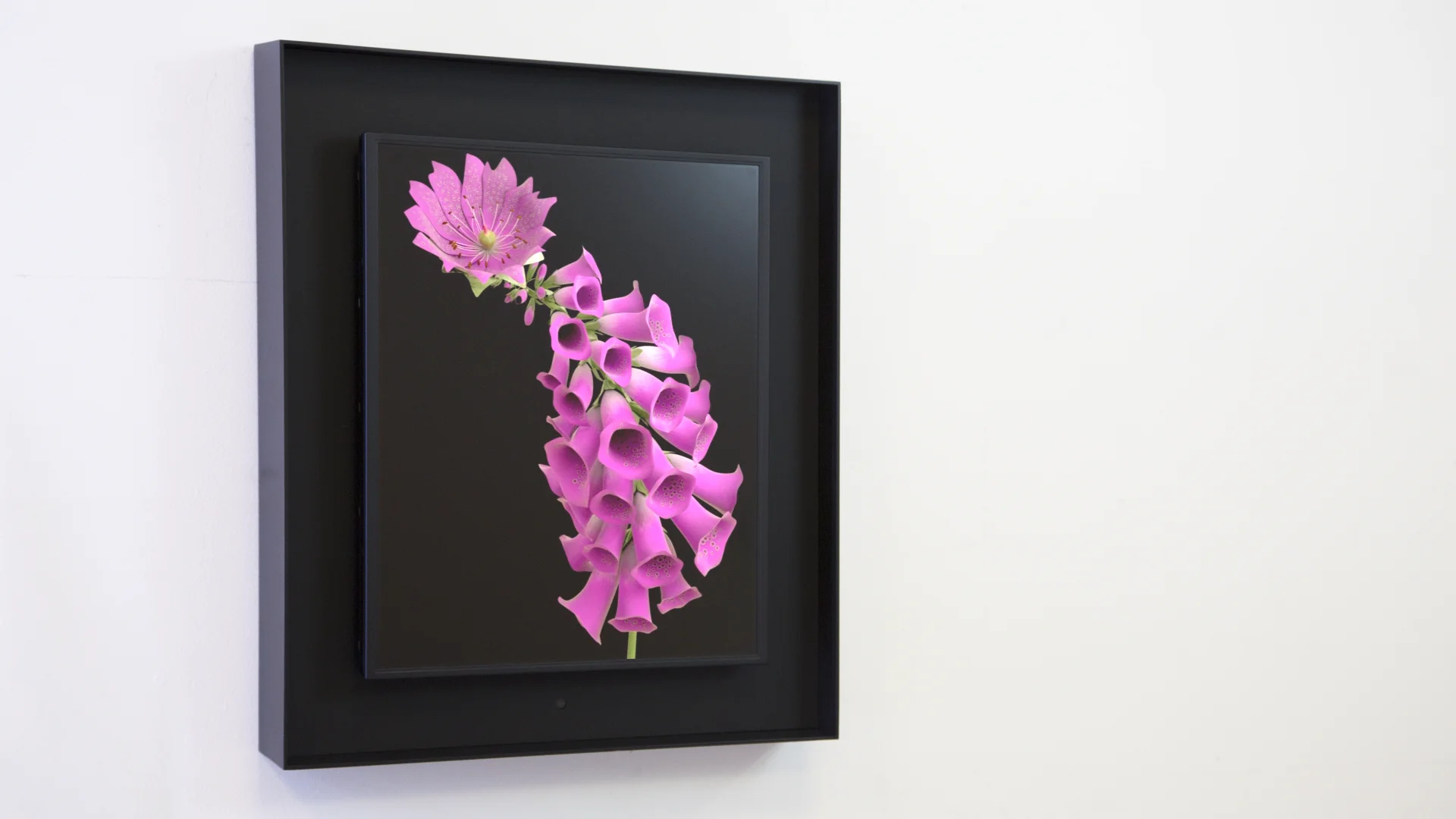 Bloomed: Foxglove