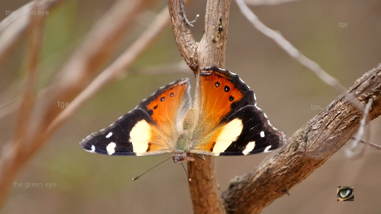Butterflies of Australia and New Zealand - Yellow Admiral (Vanessa