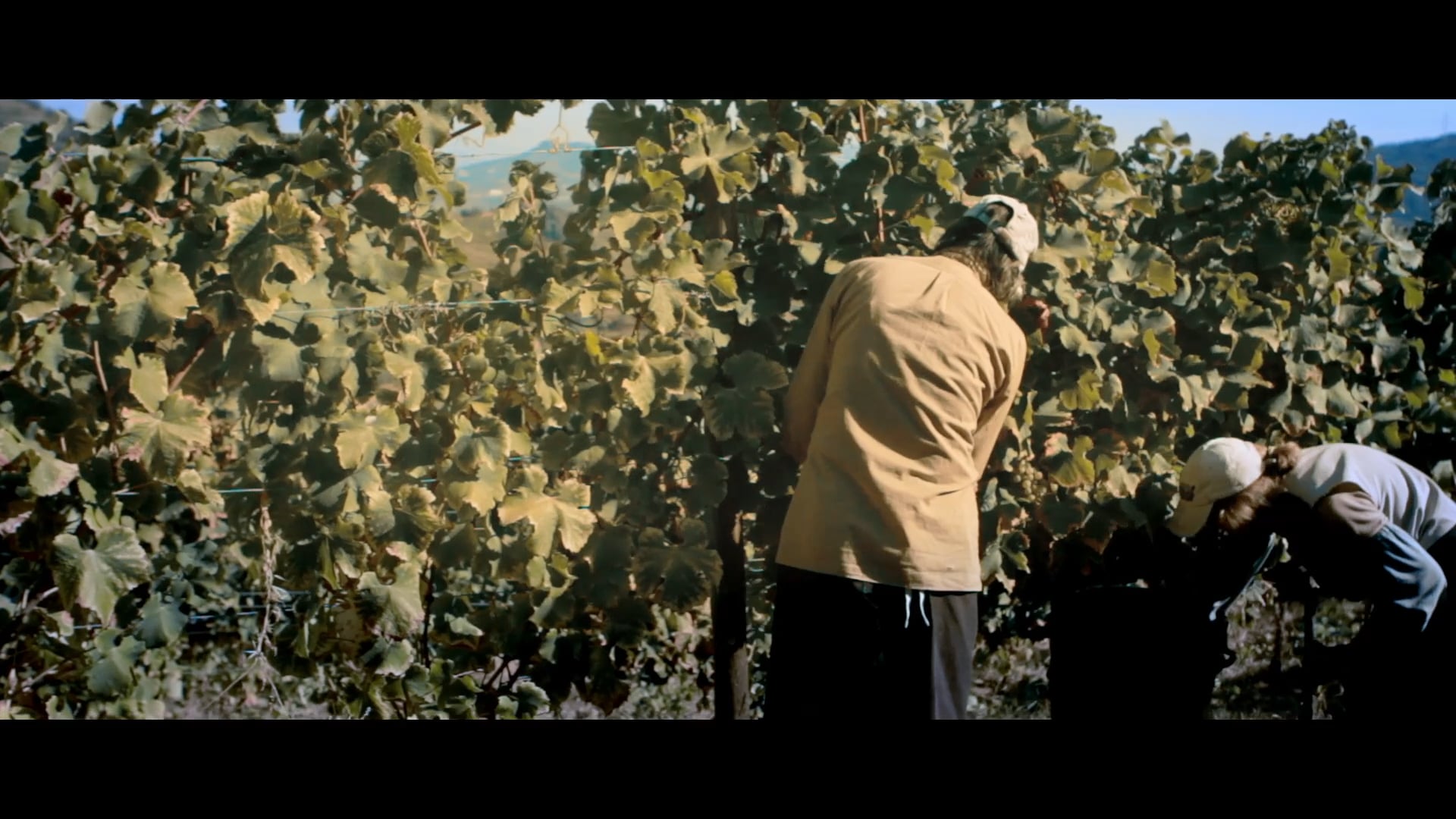 MHESPANHOL DOURO FAMILY