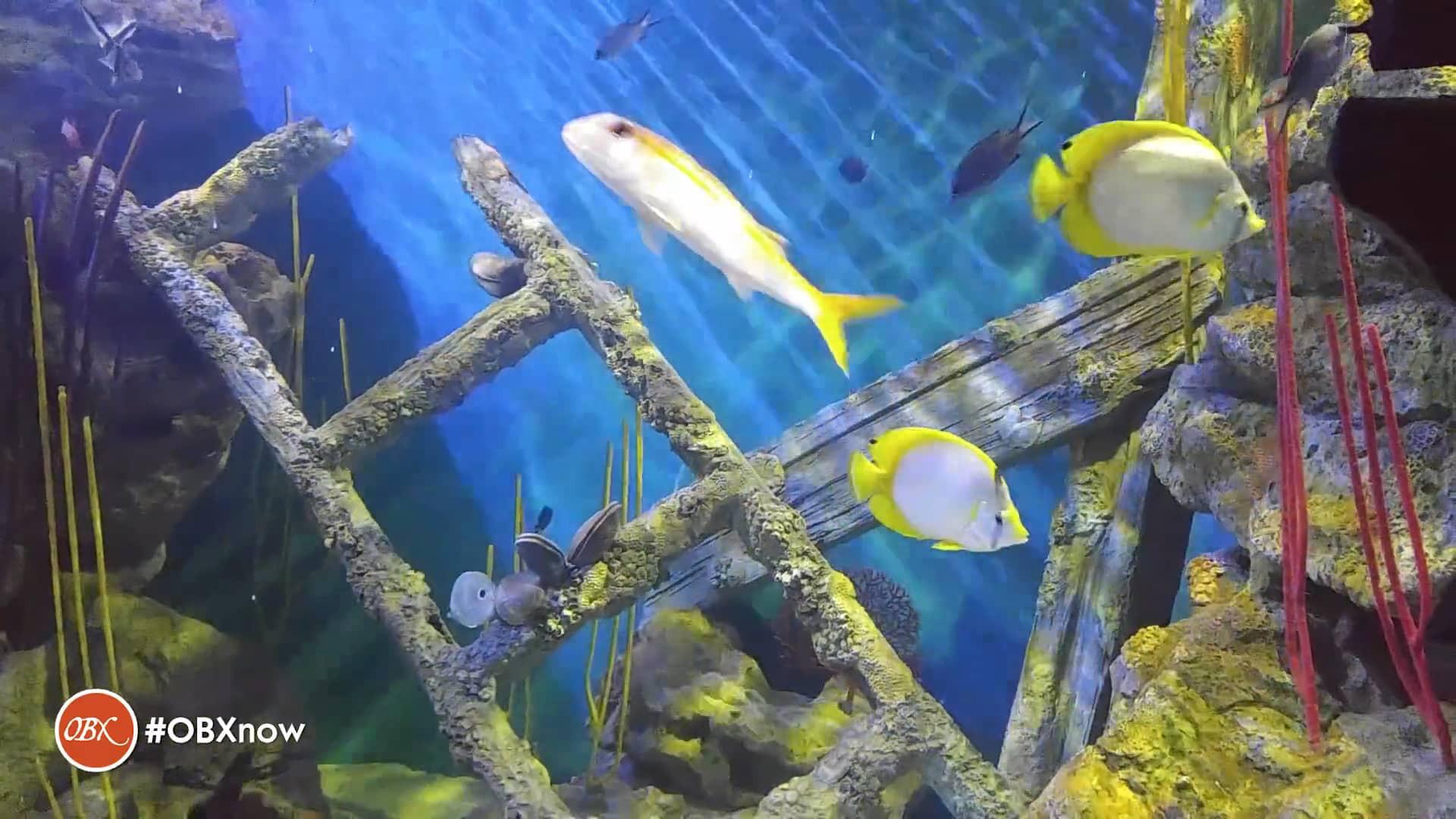 OBX Daydream Roanoke Island Aquarium on Vimeo