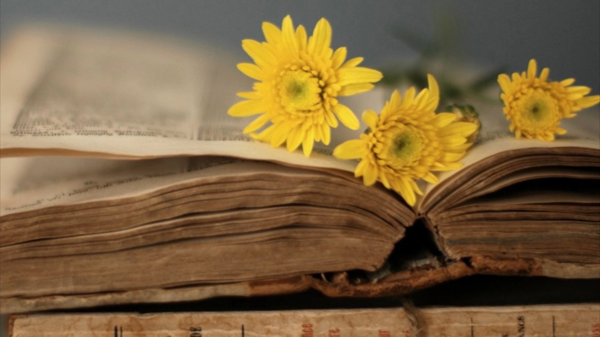 Promotional video thumbnail 1 for Elaine Muray/Storyteller/Educator