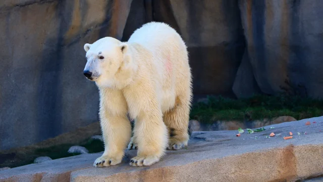 Polar Bear  Lincoln Park Zoo