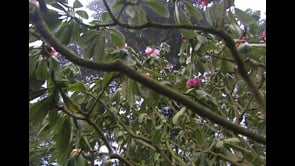 GARDENS OF THE WORLD
