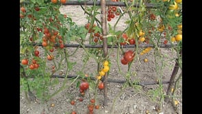 GARDENS OF THE WORLD
