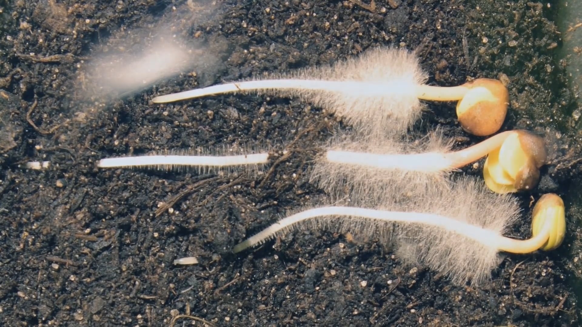 Observation de la croissance racinaire avec la zone pilifère on Vimeo