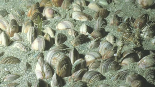 Limestone defined — Science Learning Hub