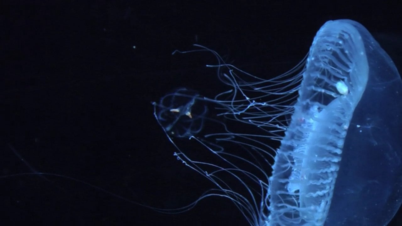 Hd Jellyfish From The Puget Sound, Washington. On Vimeo