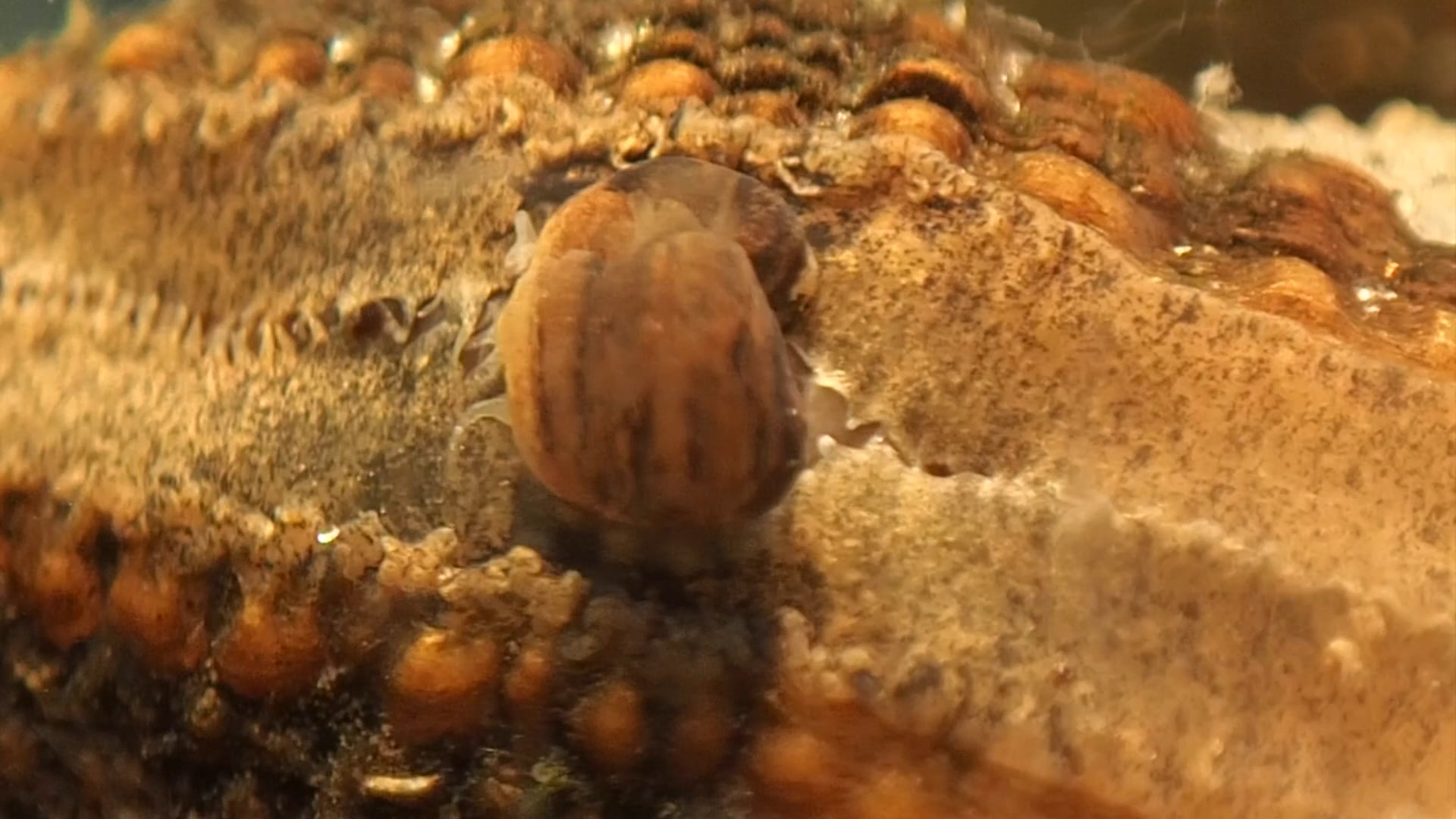 Birdwing Pearlymussel Snail Lure On Vimeo