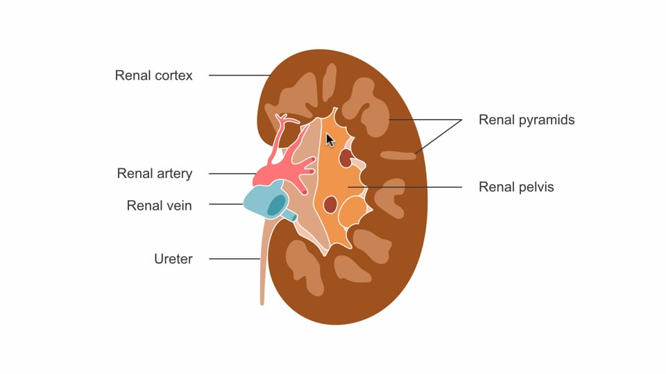 Evaluating for hydronephrosis