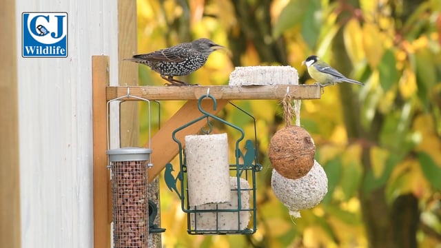 05003-hanging feeder