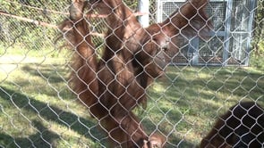 Orangutan Couple at CPZ Expecting a Baby