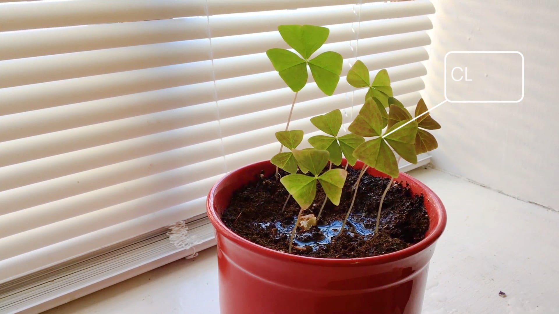 Promotional Video for Plant Emotion