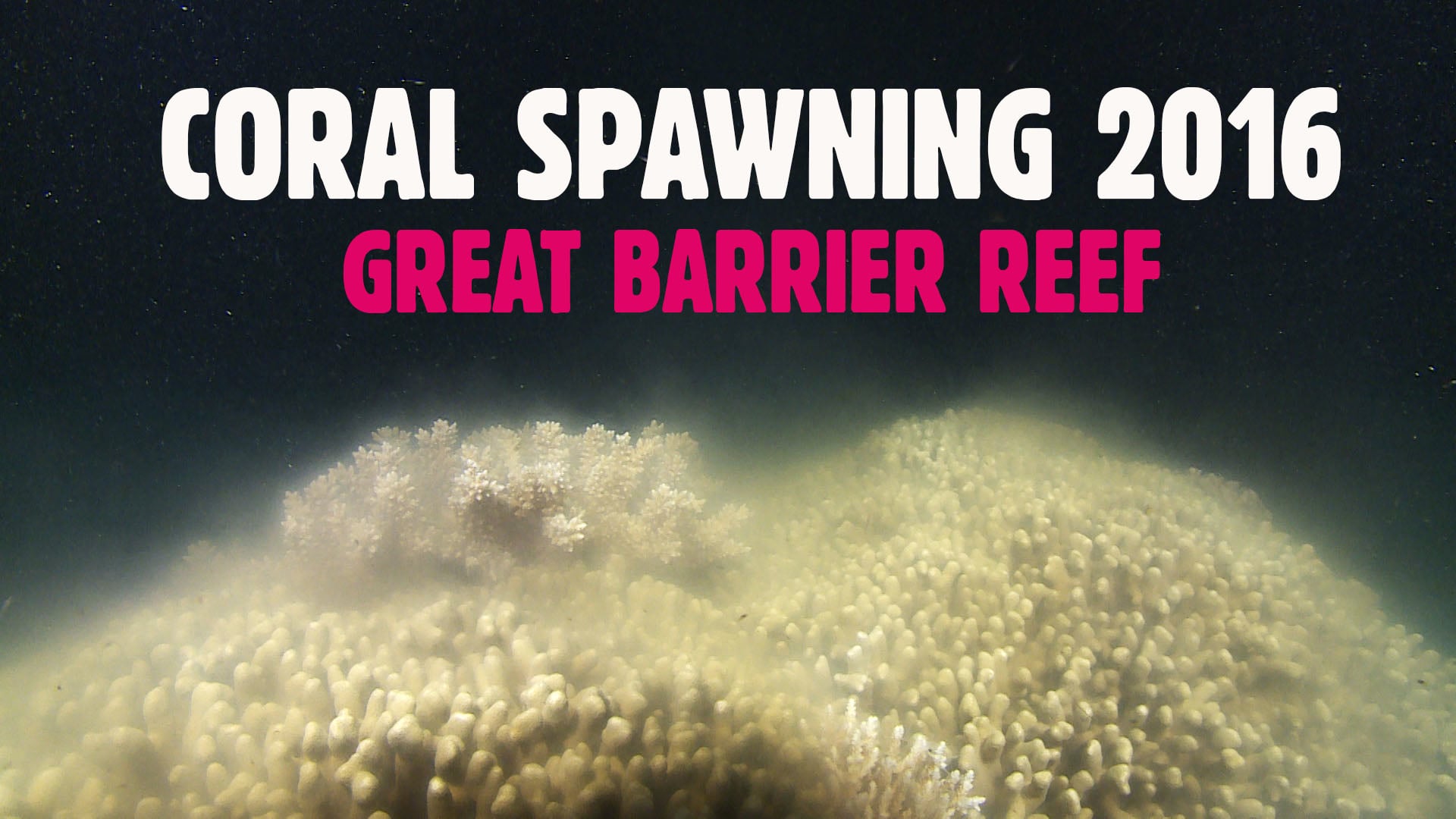 Coral Spawning 2016 - Great Barrier Reef on Vimeo