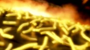 Fran&ccedil;ois Schmitt