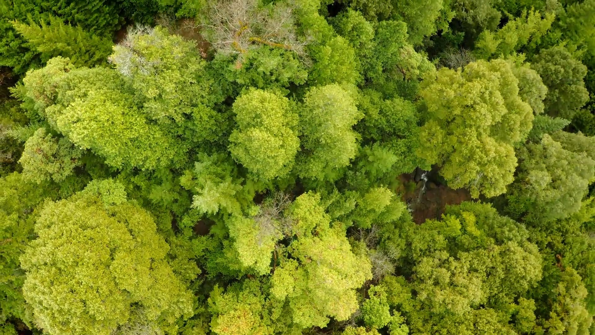 Family Tress Doc Sizzle