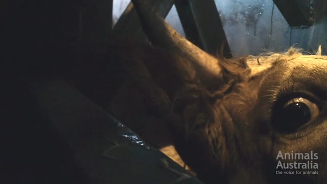 Riverside Meats – slaughterhouse cruelty – EXTENDED vision