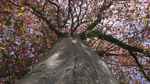 arbre - Short film