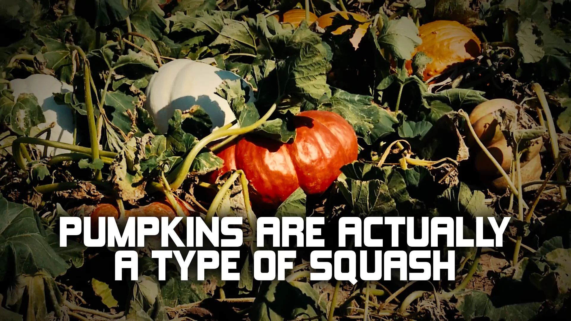 Texas Ag Facts Pumpkins on Vimeo