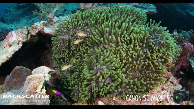 Canon 5D Mark IV Underwater Camera Test - Wakatobi