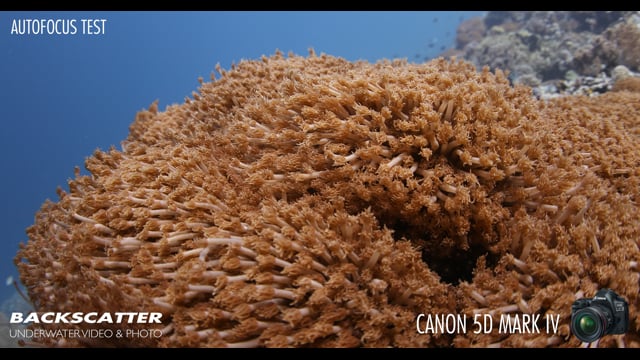 Backscatter Tests the Canon 5D Mark IV's Focus Shifting Underwater