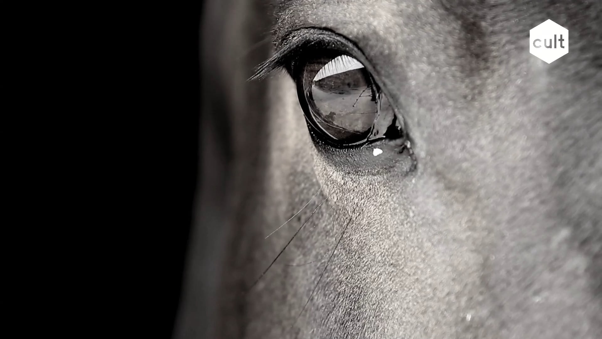 REAL POLO, REAL WATCHES | JAEGER-LECOULTRE