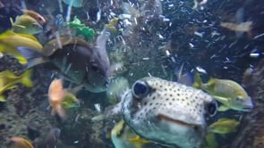 Fish Feeding Images at Cameron Park Zoo