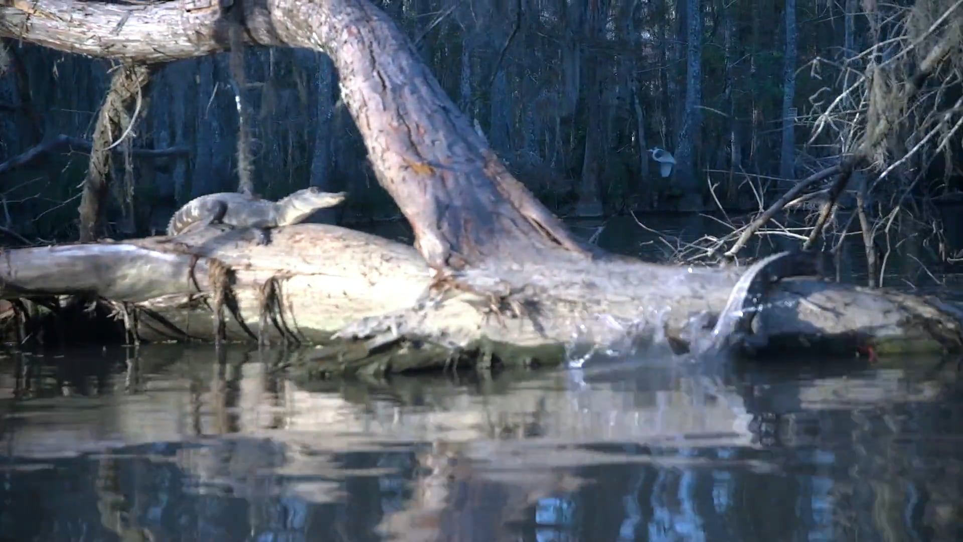 Alligator Swamp