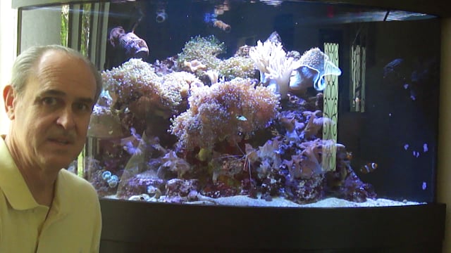 Solve the Mystery of Our Aquarium!