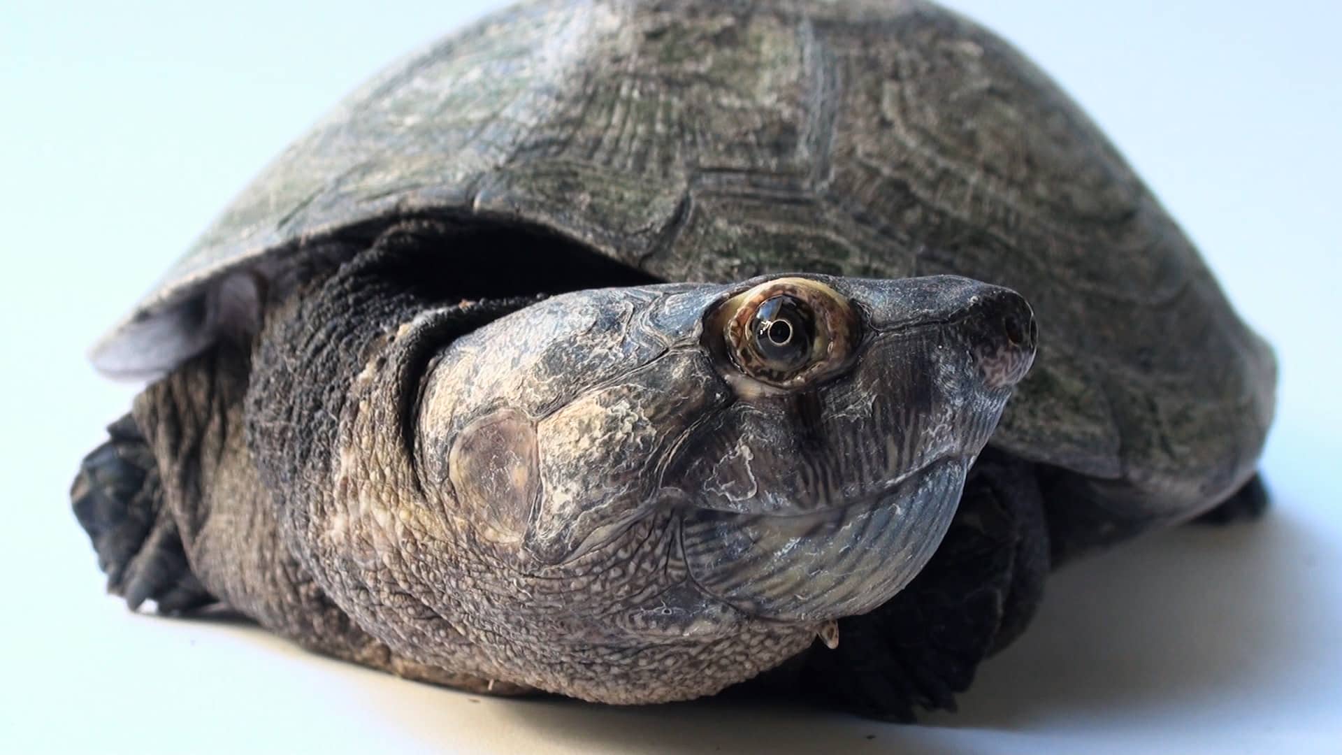 A critically endangered Madagascar big-headed turtle (Erymnochelys ...