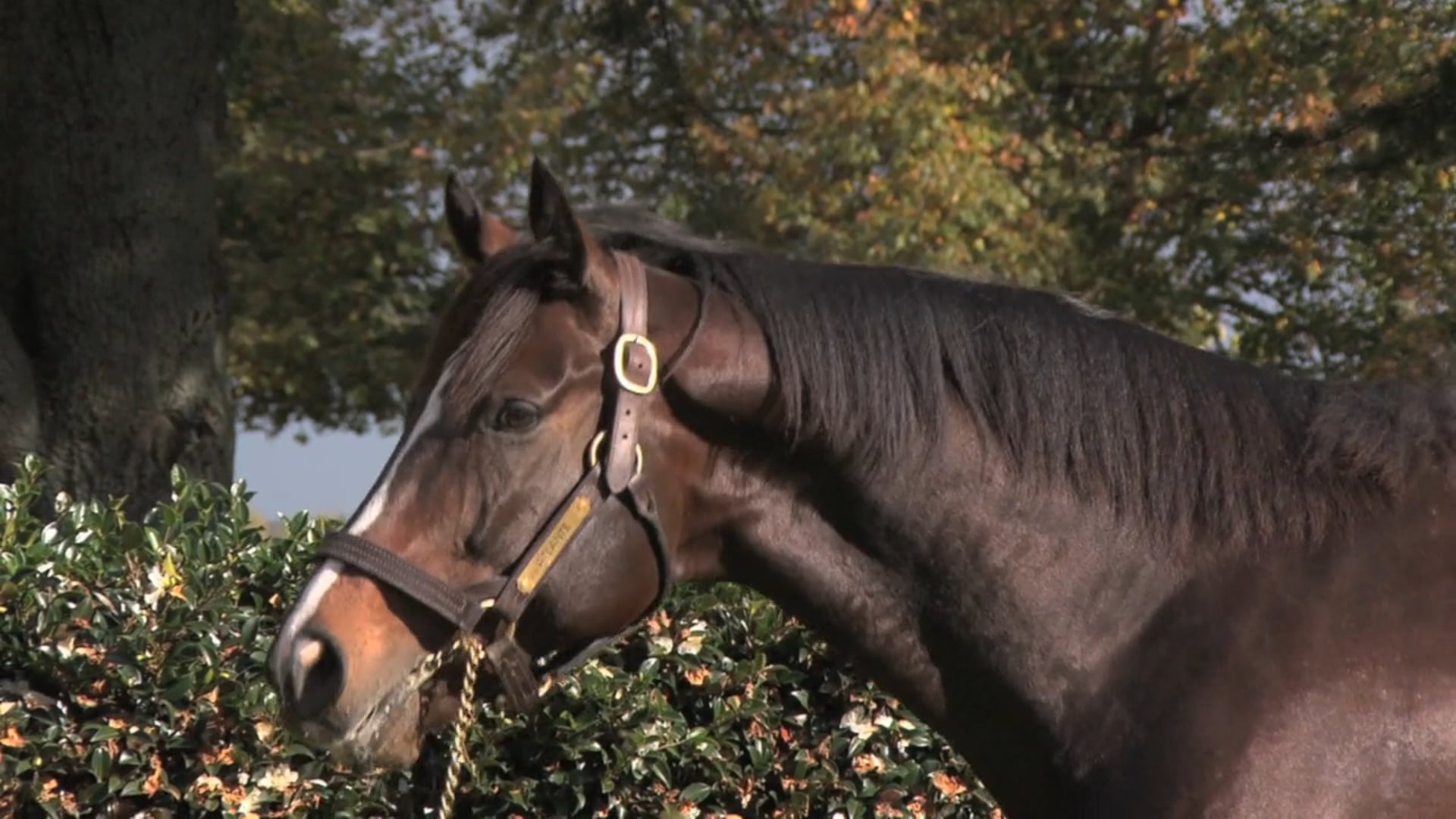 ATLANTE #EverythingYouWantAndMore