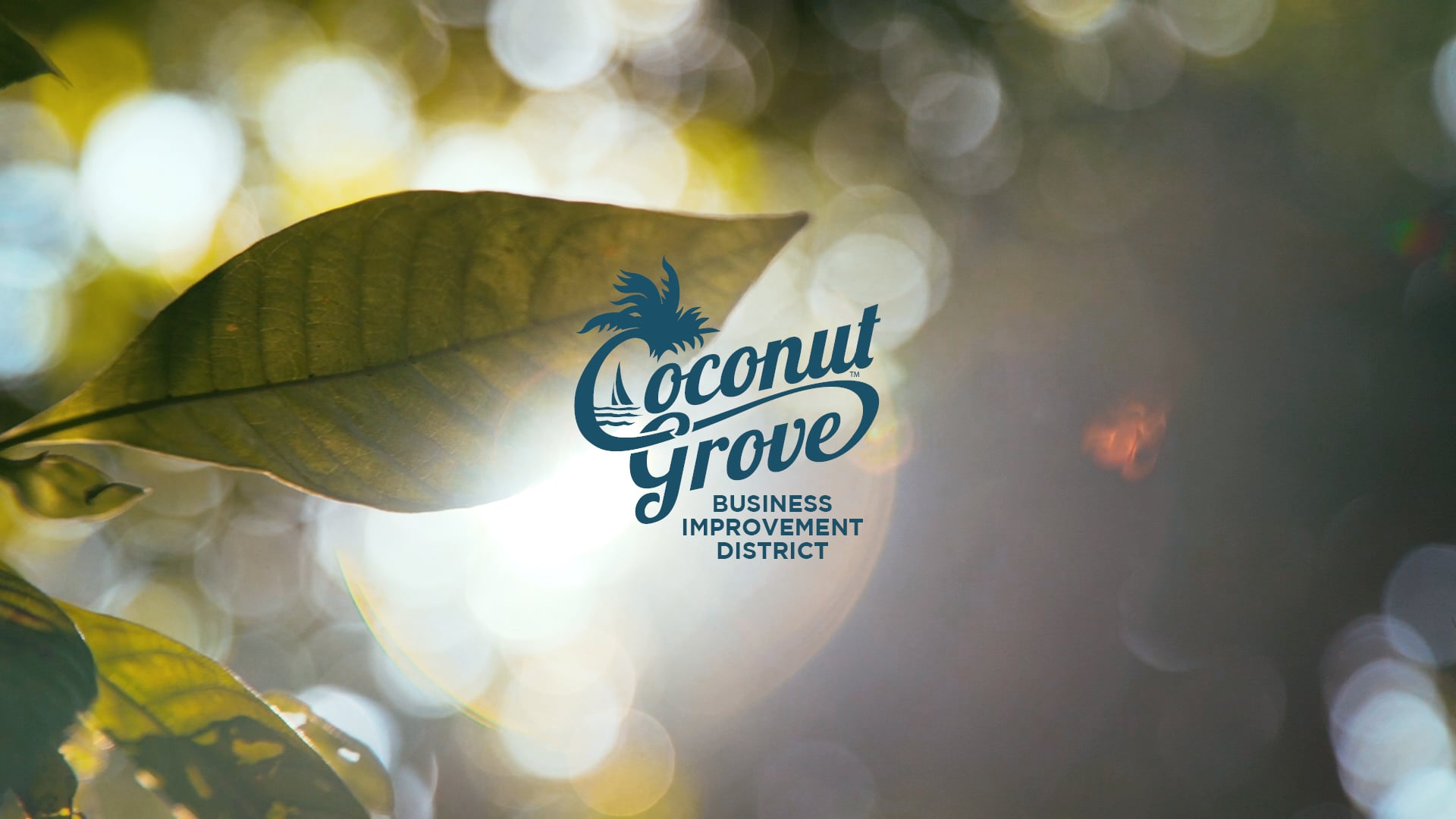 Coconut Grove Brand Video // Lemonlight On Vimeo