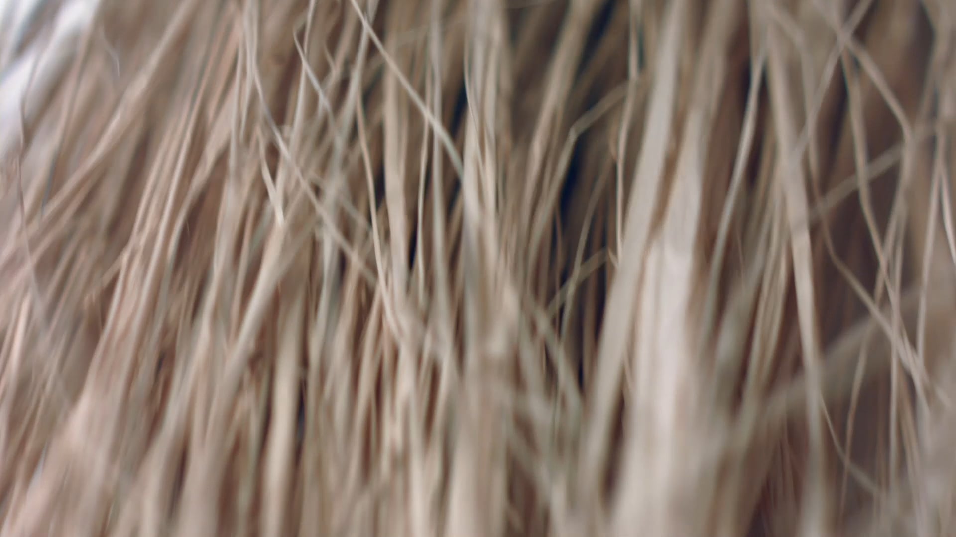 Nicholas Nybro Final