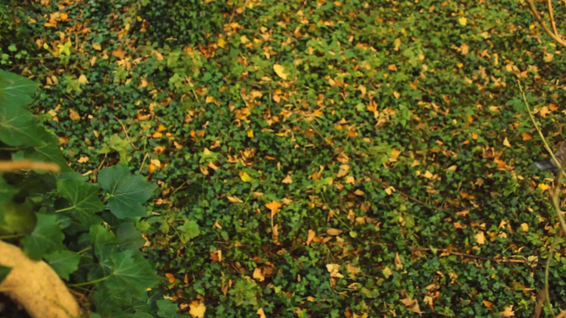 Alder