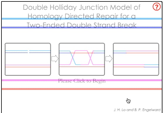 Double strand break repair by HR on Vimeo