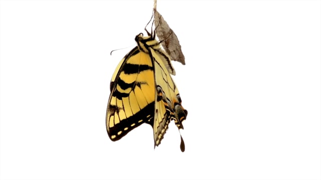 Emergence