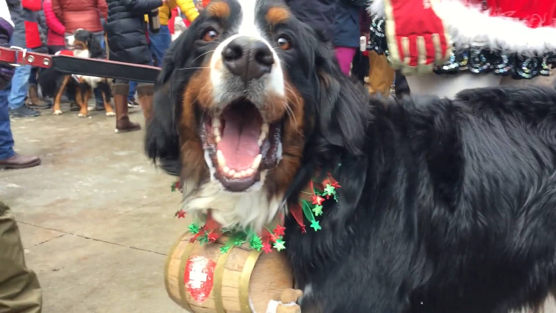 2016 Breckenridge Bernese Mountain Dog Parade on Vimeo