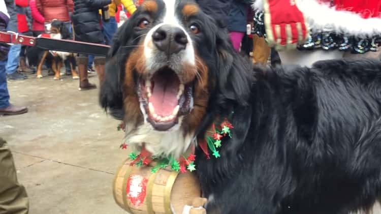 Bernese mountain hot sale dog parade