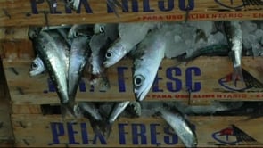 Les teranyines de l'Escala tornen a fer veda de pesca