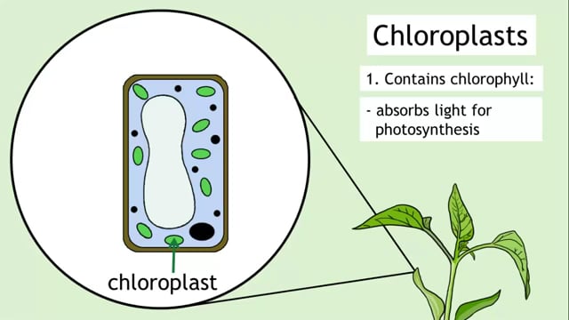Intro to Cells- Animal, Plant, Nerve and Red Blood Cells - Biology for All - FuseSchool