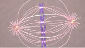 Mitosis - YouTube